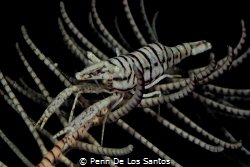 Crinoid shrmp by Penn De Los Santos 